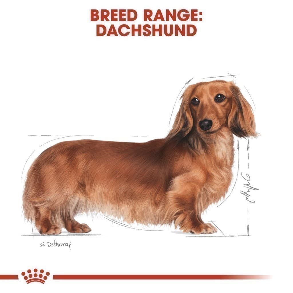 Royal Canin Dachshund Adult 1.5kg อาหารเม็ดสุนัขโต พันธุ์ดัชชุน อายุ 10 เดือนขึ้นไป รูปที่ 7
