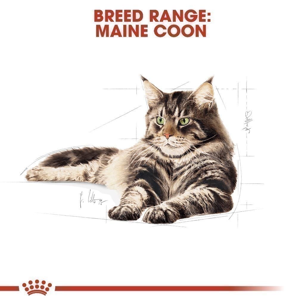Royal Canin Mainecoon Adult 10kg อาหารเม็ดแมวโต พันธุ์เมนคูน อายุ 15 เดือนขึ้นไป รูปที่ 5