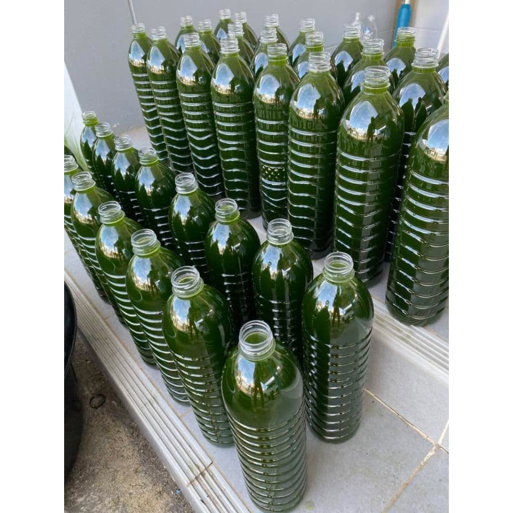 หัวเชื้อน้ำเขียว Chlorella สาหร่ายคอลเรลล่า สำหรับเพาะเลี้ยงไรแดง รูปที่ 9