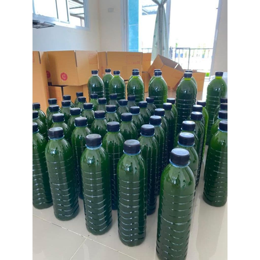 หัวเชื้อน้ำเขียว Chlorella สาหร่ายคอลเรลล่า สำหรับเพาะเลี้ยงไรแดง รูปที่ 8