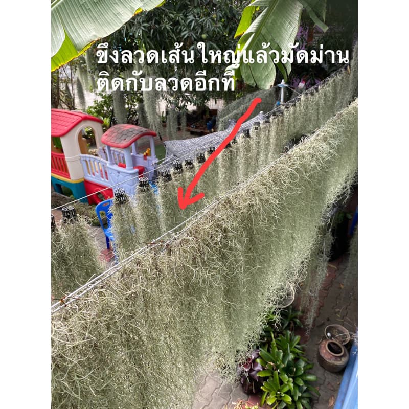 เคราฤาษี ลวดอลูมิเนียม ร้อยหนวดฤาษี 3 นิ้ว,5นิ้ว,8นิ้ว,ทิล+เครา,ม่านเครา รูปที่ 9