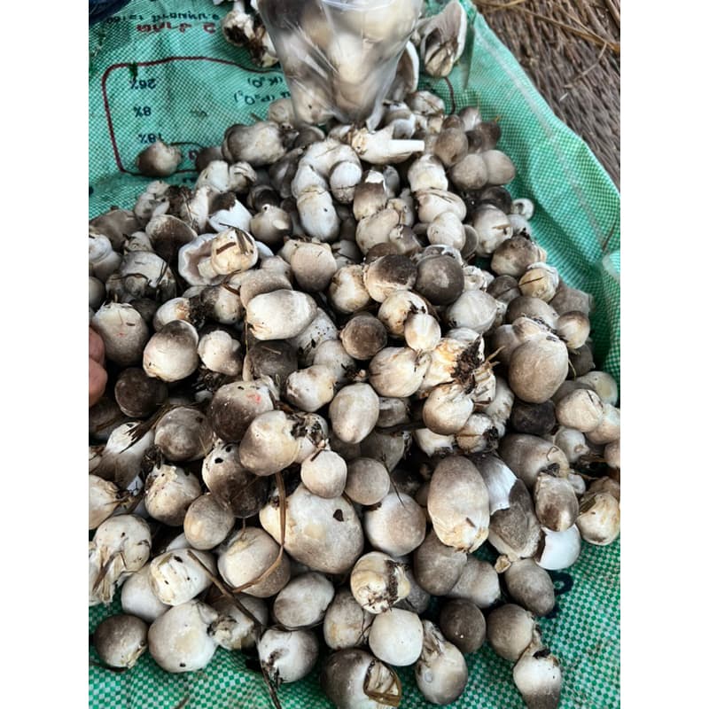 ชุดเห็ดฟาง 10 ก้อน แถมอาหารเสริมและน้ำหมัก รูปที่ 4