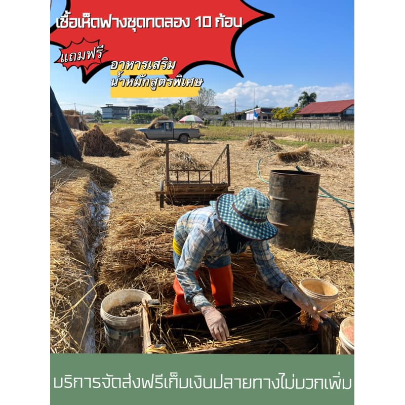 ชุดเห็ดฟาง 10 ก้อน แถมอาหารเสริมและน้ำหมัก รูปที่ 3