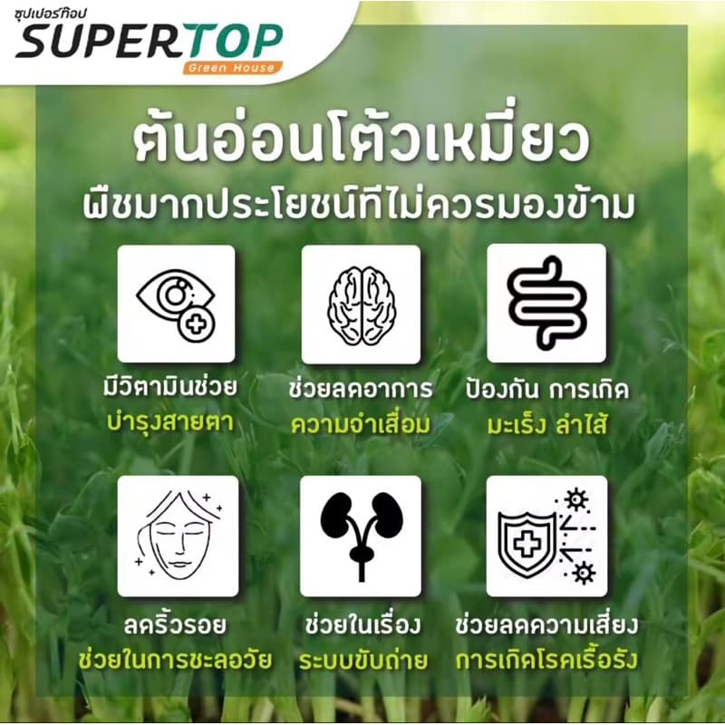 เมล็ดโต้วเหมียวสำหรับเพาะกินต้นอ่อนสายพันธุ์เบเบิ้ล เมล็ดผักไมโครกรีน #microgreen #ไมโครกรีน มี3ขนาด100,500,1,000 กรัม รูปที่ 8