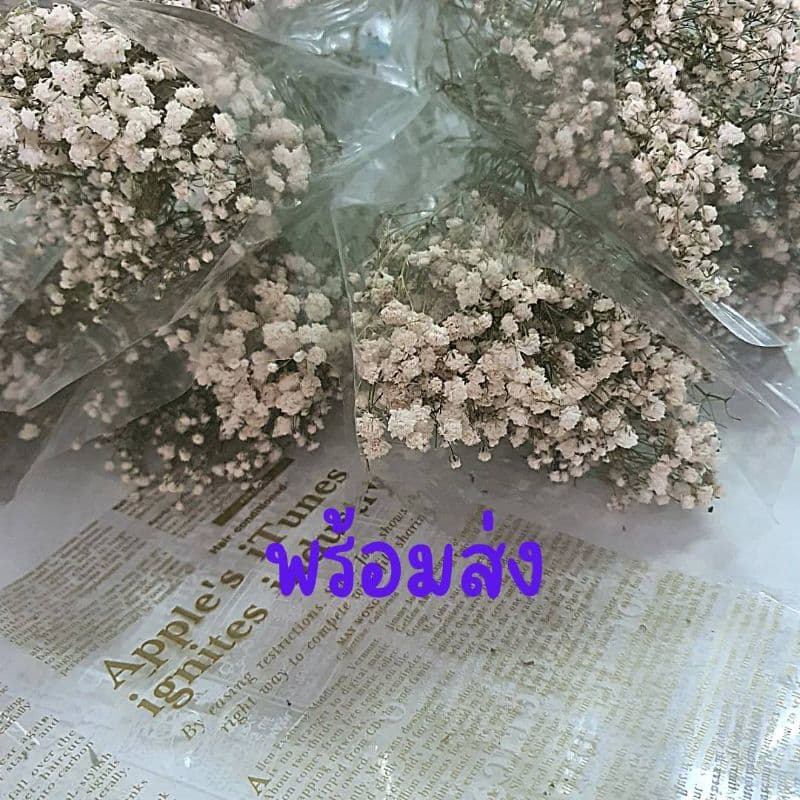 ดอกไม้แห้ง ดอกยิปโซแห้งธรรมชาตินำไปจัดช่อเอง รูปที่ 3