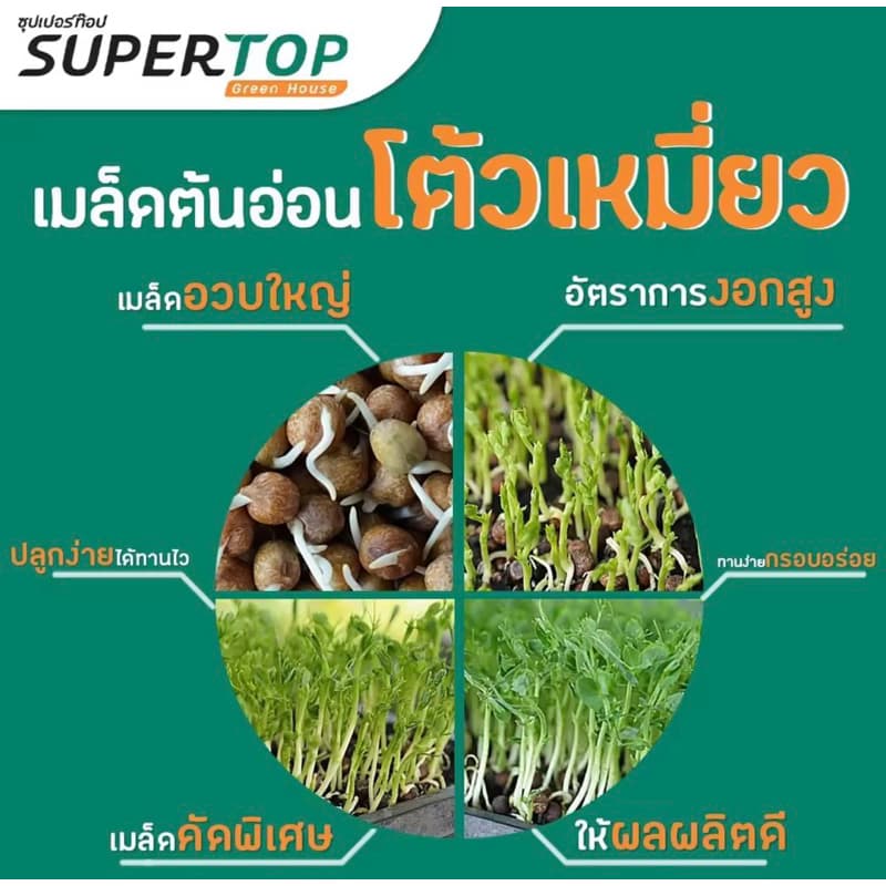 เมล็ดโต้วเหมียวสำหรับเพาะกินต้นอ่อนสายพันธุ์เบเบิ้ล เมล็ดผักไมโครกรีน #microgreen #ไมโครกรีน มี3ขนาด100,500,1,000 กรัม รูปที่ 9