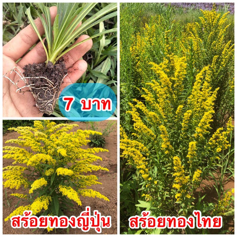 #ต้นดอกสร้อยทอง รูปที่ 1