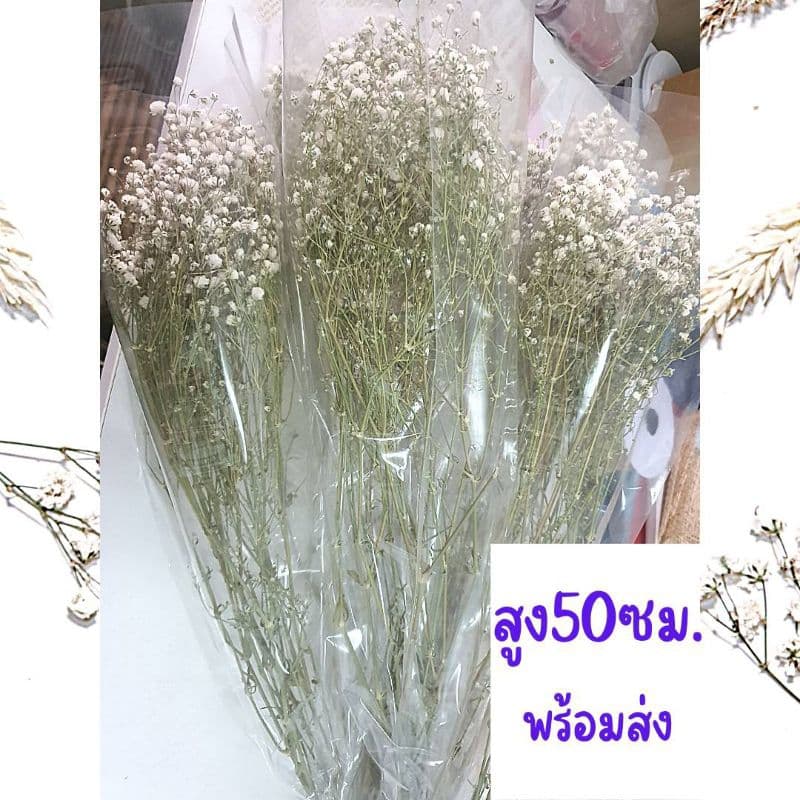 ดอกไม้แห้ง ดอกยิปโซแห้งธรรมชาตินำไปจัดช่อเอง รูปที่ 2
