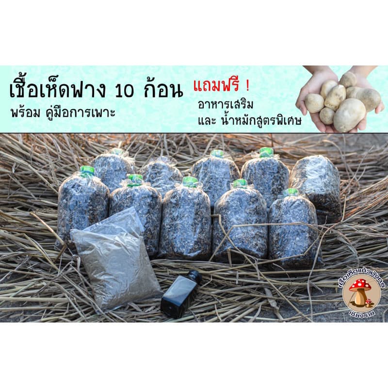 ชุดเห็ดฟาง 10 ก้อน แถมอาหารเสริมและน้ำหมัก รูปที่ 1