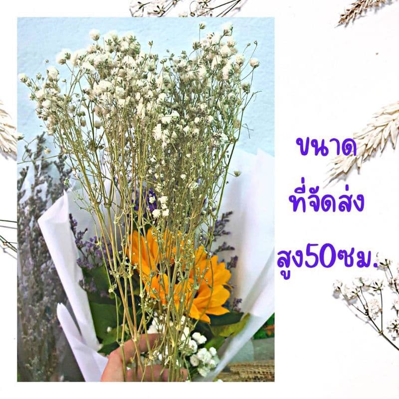 ดอกไม้แห้ง ดอกยิปโซแห้งธรรมชาตินำไปจัดช่อเอง รูปที่ 4