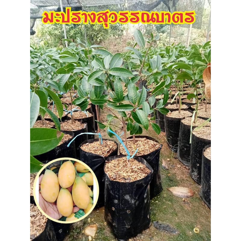 #ต้นมะปรางสุวรรณบาตร สูงราว30-50เซน ให้ผลไวภายใน 1-2 ปี #มะปรางสุวรรณบาตร รูปที่ 1