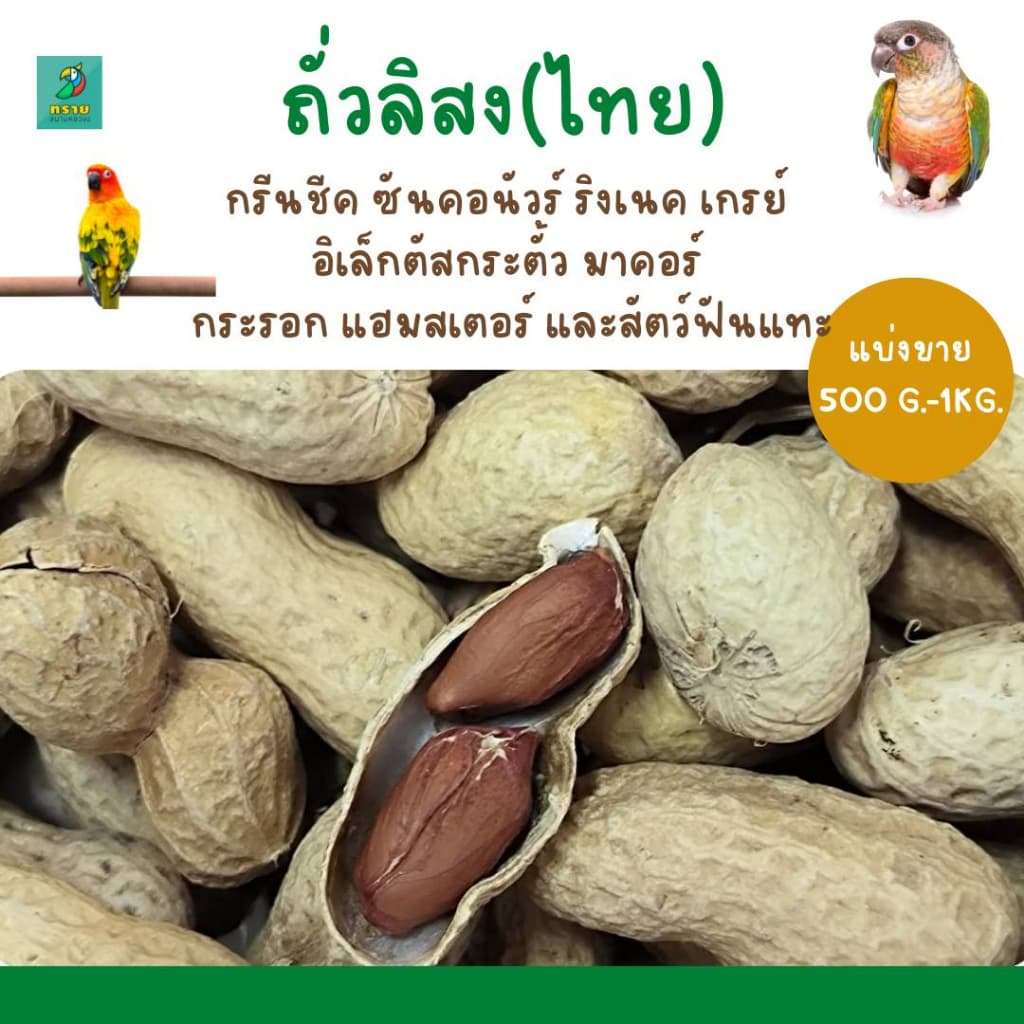 ถั่วลิสง อาหารนกแก้วขนาดกลาง-ใหญ่ แฮมสเตอร์ กระรอก กระแต รูปที่ 3