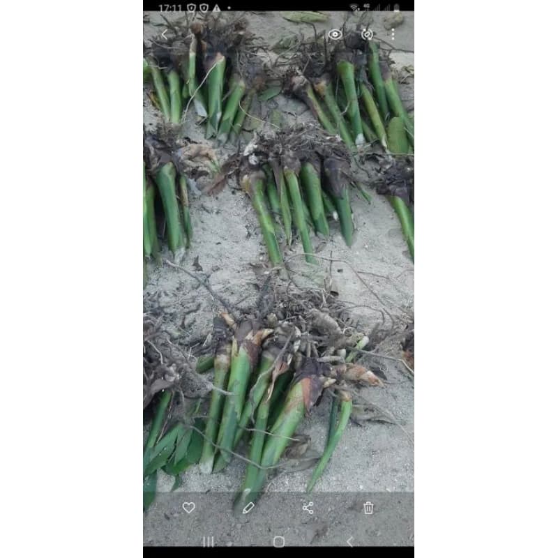 ดอกดาหลา1ชุดได้3สี3หน่อขนาดเล็กขุดสดส่งคละสีลุ้นแดง ชมพูขาว รูปที่ 4