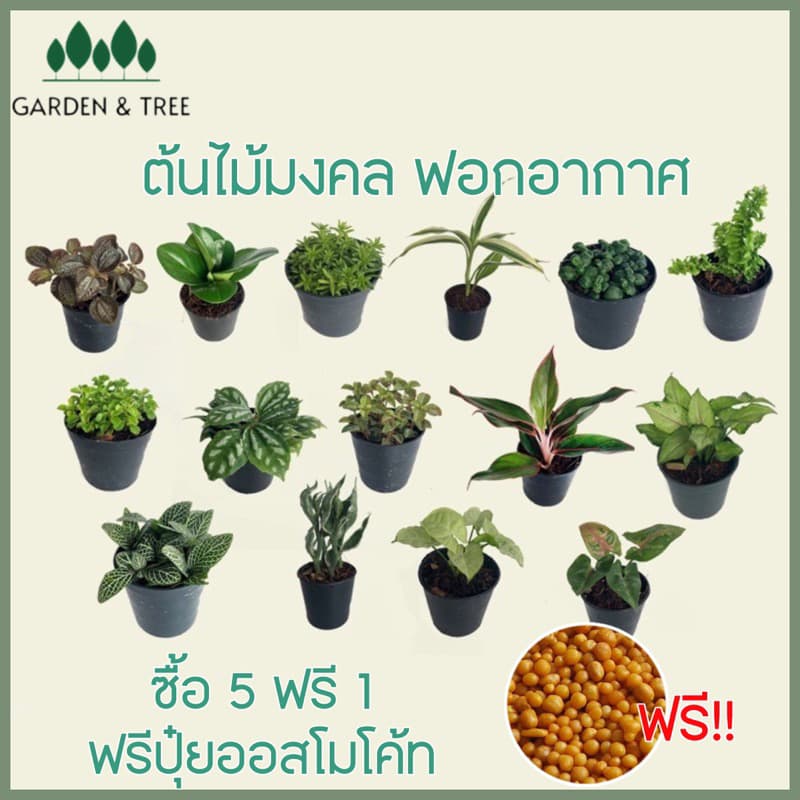 ต้นไม้จิ๋ว ต้นไม้มงคลราคา 20 บาท ซื้อ 5 แถม 1สั่งขั้นต่ำ 2 ต้นนะคะ ชุดที่1 รูปที่ 1