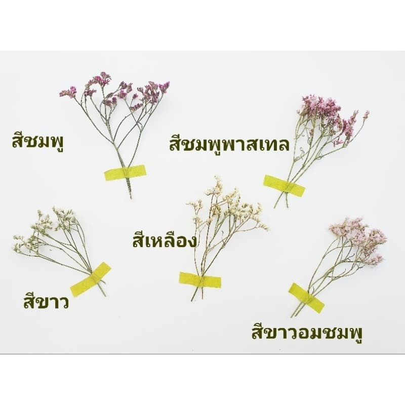 COD ดอกสุ่ยแห้ง ดอกไม้ ดอกไม้แห้ง ดอกสุ่ยแห้ง สำหรับจัดช่อ ตกแต่งบ้าน คาเฟ่ งานฝีมือ มินิมอล วินเทจ ของชำร่วย รูปที่ 3