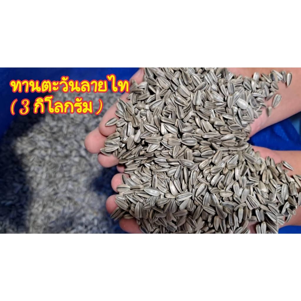 เมล็ดทานตะวันลายไทย 500g.,1 Kg.,3 Kg. อาหารนก บำรุงนก เสริมสำหรับนก และ สัตว์ฟันแทะ หนู นก ชูก้า รูปที่ 8