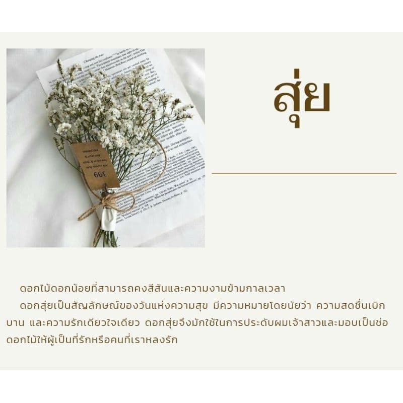 COD ดอกสุ่ยแห้ง ดอกไม้ ดอกไม้แห้ง ดอกสุ่ยแห้ง สำหรับจัดช่อ ตกแต่งบ้าน คาเฟ่ งานฝีมือ มินิมอล วินเทจ ของชำร่วย รูปที่ 2