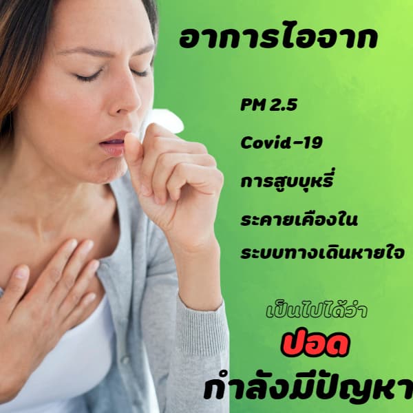 แก้ไอ ไอเรื้อรัง ละลายเสมหะ ใช้ จันทลีลา ขนาด 500mg จำนวน 60 แคปซูล รูปที่ 3