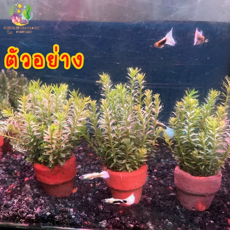 แพนทานอล ^ดิบ^ รูปที่ 4