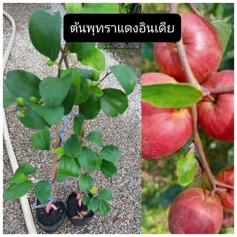ต้นพุทราแดงอินเดียแท้ ทาบกิ่ง ขนาด70-80ซม. ผลใหญ่ลูกดกรสชาติหวานกรอบ รูปที่ 1