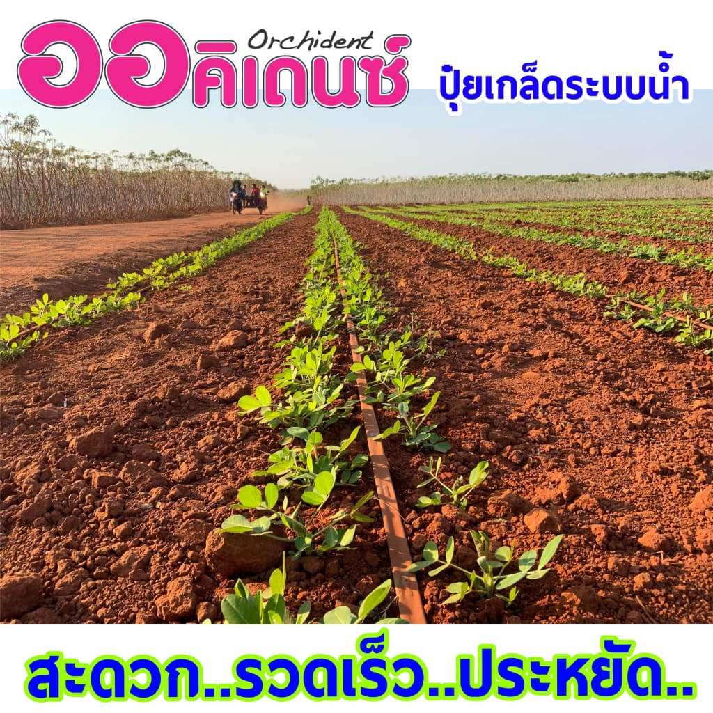 ปุ๋ยเกล็ดออคิเดนซ์ระบบน้ำ สูตร 35-4-4 เร่งต้นระยะแรก ตราแนนซี่ ขนาดกระสอบ 25 กิโลกรัม รูปที่ 4