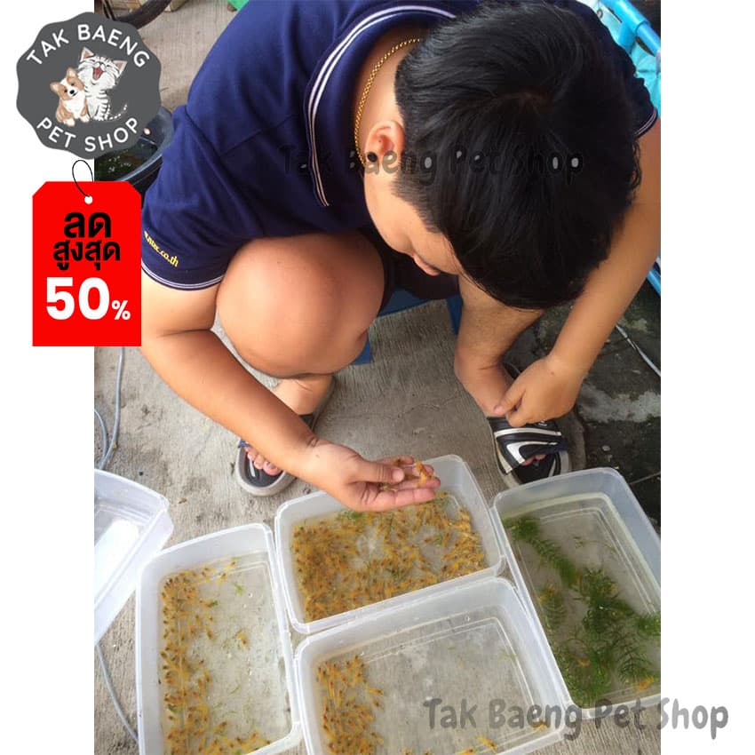 ส่งรวดเร็ว ไรทะเลแช่แข็ง ยี่ห้อ โฮชิ ตัวเลือก 1-3 แพ็ค ฟรี ถุงเก็บความเย็น อาหารปลาสัตว์น้ำ จำหน่ายผ่าน shopee รูปที่ 7