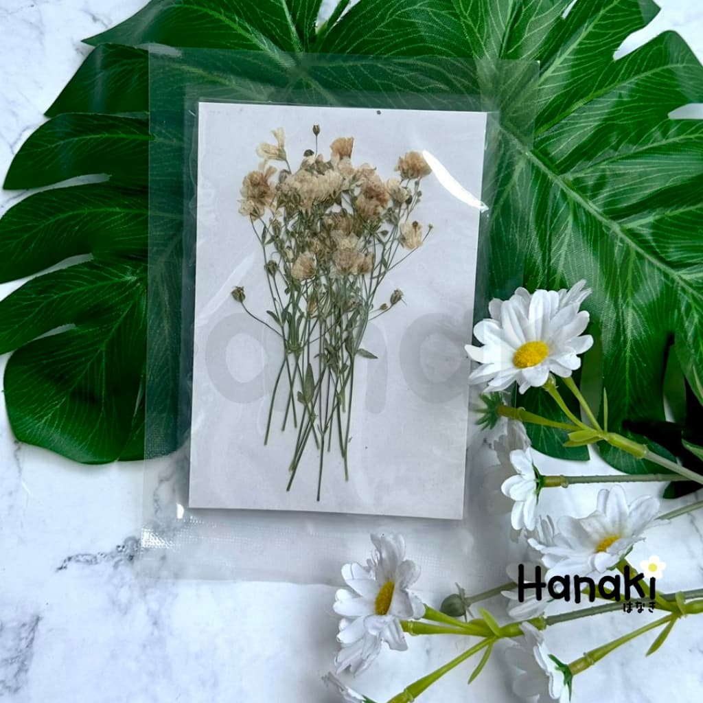ดอกยิปโซฟีล่าทับแห้ง ดอกไม้จริงทับแห้ง ดอกไม้ทับแห้ง ดอกไม้แห้ง Pressed Flowers รูปที่ 7