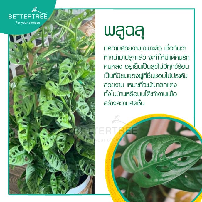 พลูฉลุ กระถาง 3 นิ้ว ไม้ฟอกอากาศไม้ในร่ม ไม้ในออฟฟิศ รูปที่ 4