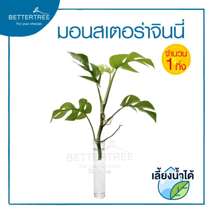 มอนสเตอร่าจินนี่ Monstera Ginny Philodendron Ginny ต้นไม้ฟอกอากาศ มอนสเตอร่า Monstera รูปที่ 1