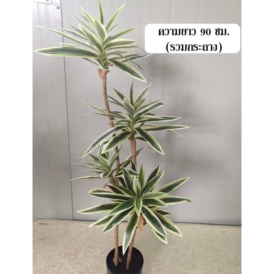OI4 ต้นไม้ปลอมต้นซองออฟอินเดียด่าง สูง60-90ซม. รูปที่ 3