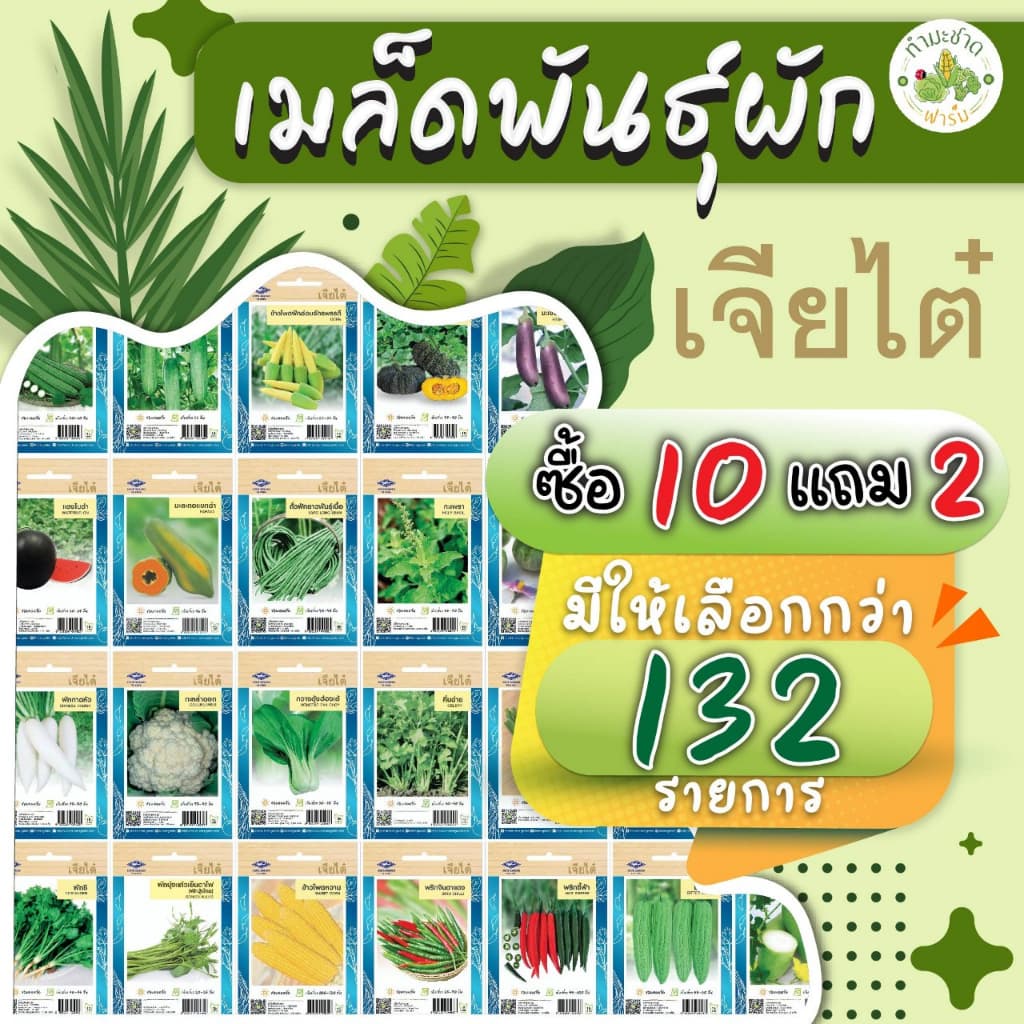 เจียไต๋ เมล็ดพันธุ์ มะเขือเปราะจาว ขนาด1กรัม ประมาณ200เมล็ด Round Eggplant มะเขือเปราะ เมล็ดพันธุ์พืช เมล็ด รูปที่ 4