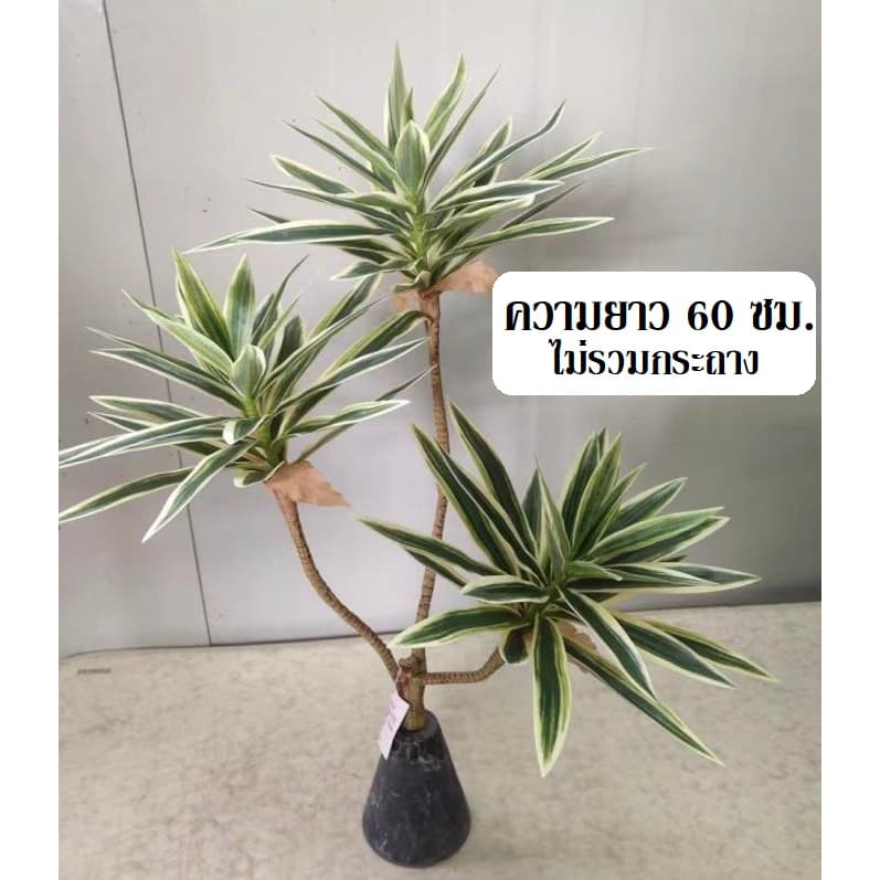 OI4 ต้นไม้ปลอมต้นซองออฟอินเดียด่าง สูง60-90ซม. รูปที่ 5