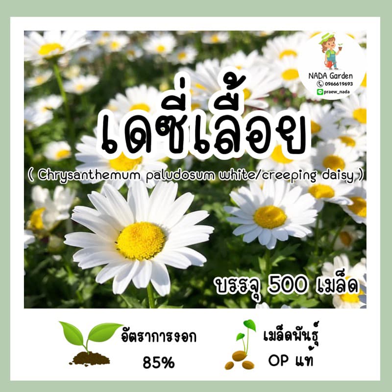 เมล็ดพันธุ์ เดซี่เลื้อย บรรจุ 500 เมล็ด เมล็ดพันธุ์ OP แท้ 100% รูปที่ 1