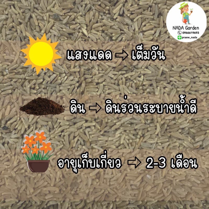 เมล็ดพันธุ์ เดซี่เลื้อย บรรจุ 500 เมล็ด เมล็ดพันธุ์ OP แท้ 100% รูปที่ 3