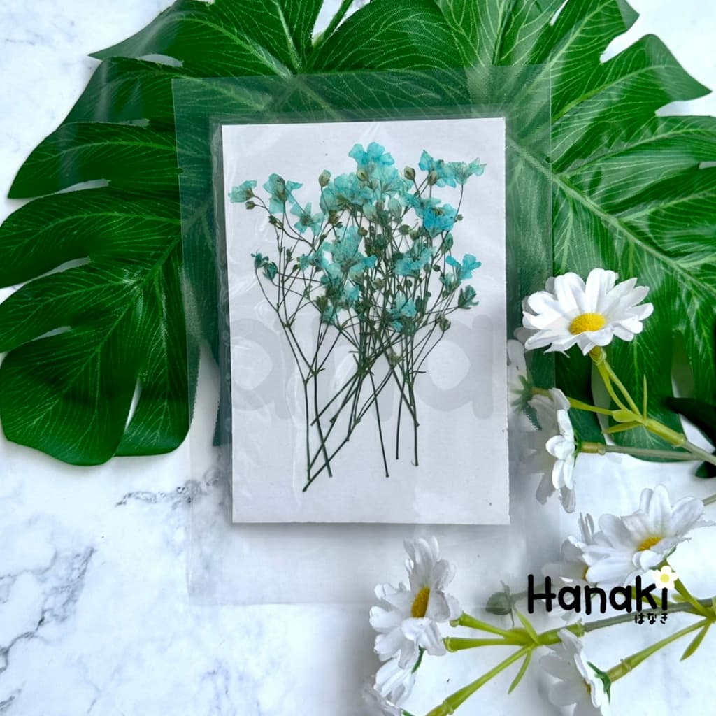 ดอกยิปโซฟีล่าทับแห้ง ดอกไม้จริงทับแห้ง ดอกไม้ทับแห้ง ดอกไม้แห้ง Pressed Flowers รูปที่ 5