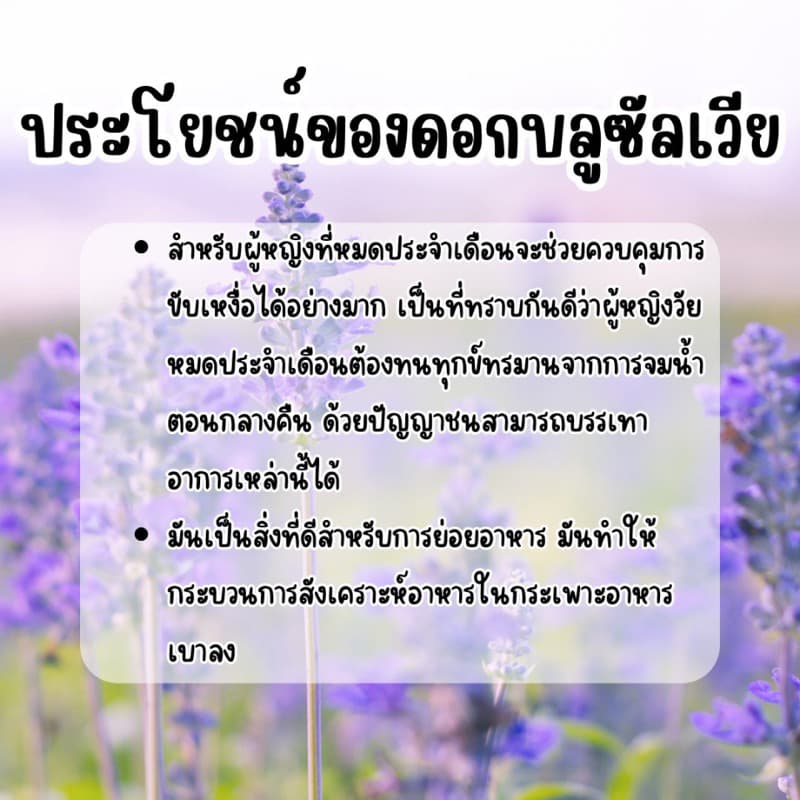 บลูซันเวีย 300 เมล็ด ดอกสวยปลูกได้ตลอดปี รูปที่ 5