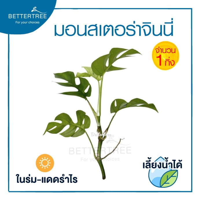 มอนสเตอร่าจินนี่ Monstera Ginny Philodendron Ginny ต้นไม้ฟอกอากาศ มอนสเตอร่า Monstera รูปที่ 2