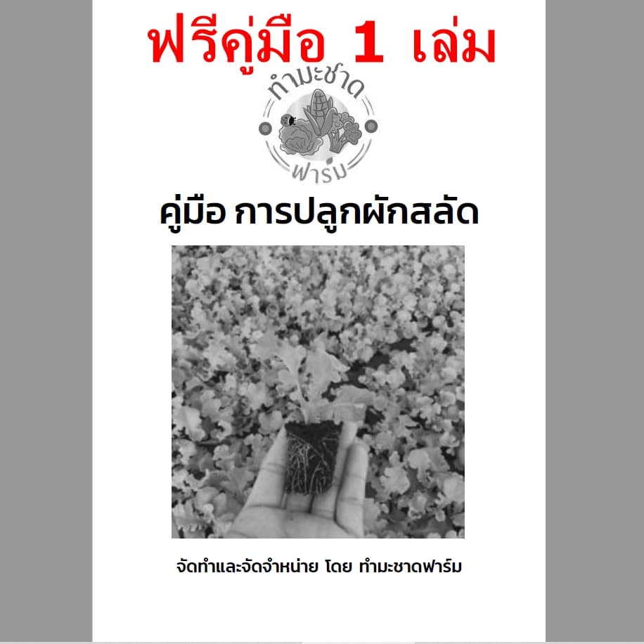 ทำมะชาดฟาร์ม เมล็ดพันธุ์ เรดมินิคอส ขนาด0.2กรัม ประมาณ200เมล็ด RED MINICOS ROMAINE LETTUCE เบบี้คอส รูปที่ 4