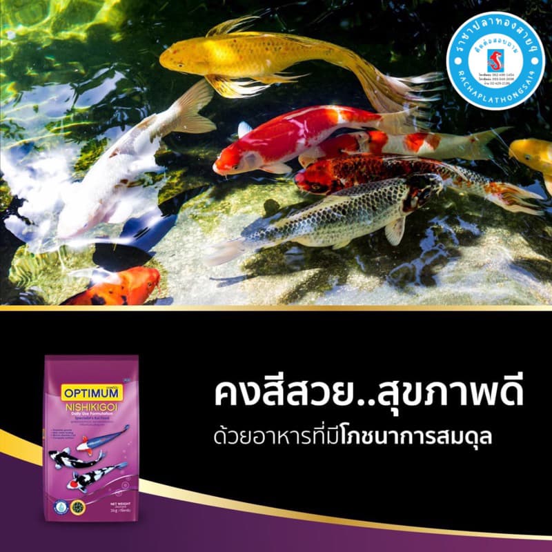 อาหารปลาคาร์ฟ Optimum Nishikigoi น้ำหนัก 1.5 กิโลกรัม รูปที่ 2