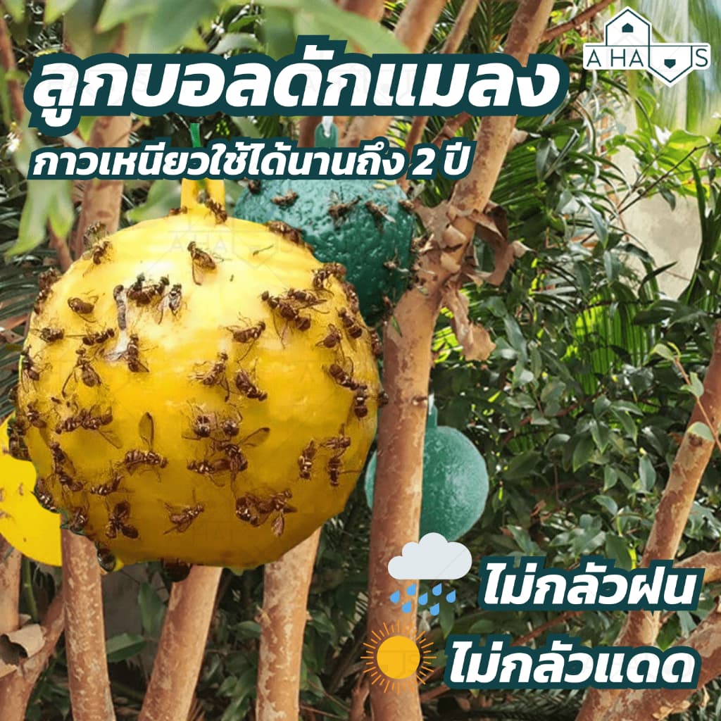 A HAUS กาวดักแมลงวัน ที่ดักแมลงวัน ดักแมลงวัน ที่ไล่แมลงวัน ไล่แมลงวัน เครื่องไล่แมลงวัน ลูกบอลดักแมลง ลูกบอลไล่แมลง รูปที่ 1