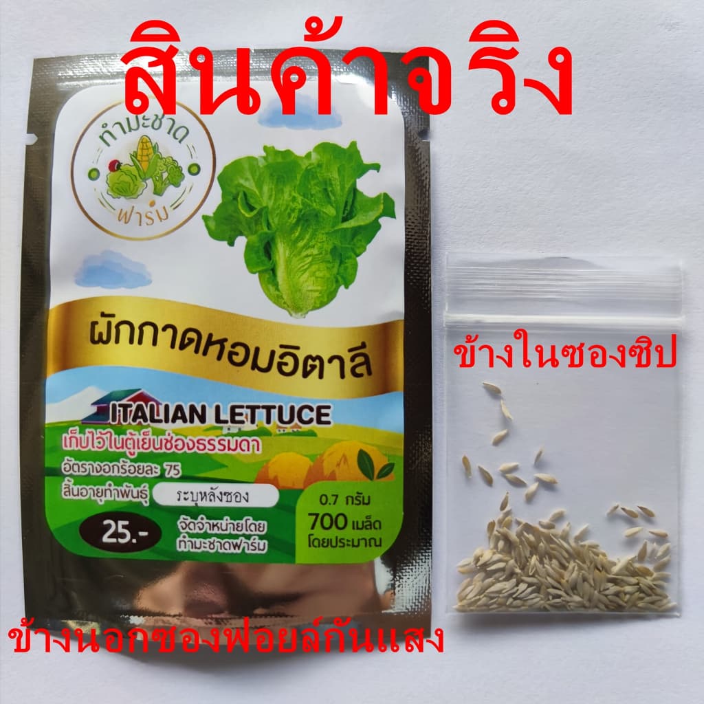 ทำมะชาดฟาร์ม เมล็ดพันธุ์ เรดมินิคอส ขนาด0.2กรัม ประมาณ200เมล็ด RED MINICOS ROMAINE LETTUCE เบบี้คอส รูปที่ 3