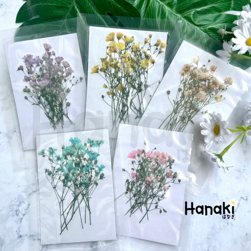ดอกยิปโซฟีล่าทับแห้ง ดอกไม้จริงทับแห้ง ดอกไม้ทับแห้ง ดอกไม้แห้ง Pressed Flowers รูปที่ 2