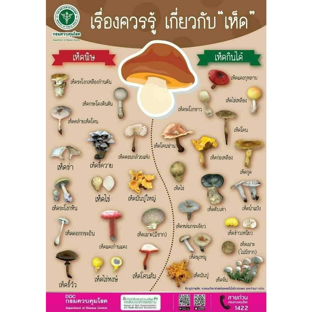 เชื้อเห็ดระโงกเหลือง ขนาด 500 ML. รูปที่ 9