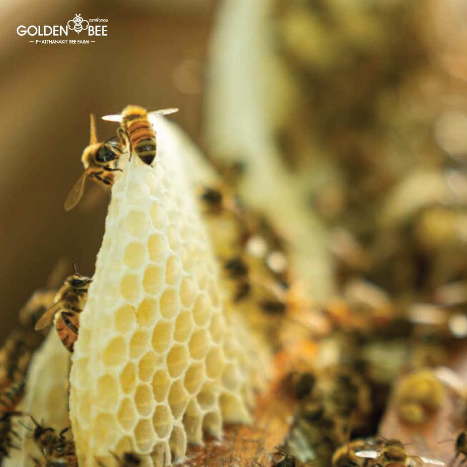 ไขผึ้ง Beeswax 1,000 g. แท้ 100% จากธรรมชาติ แบรนด์ Golden Bee รูปที่ 4