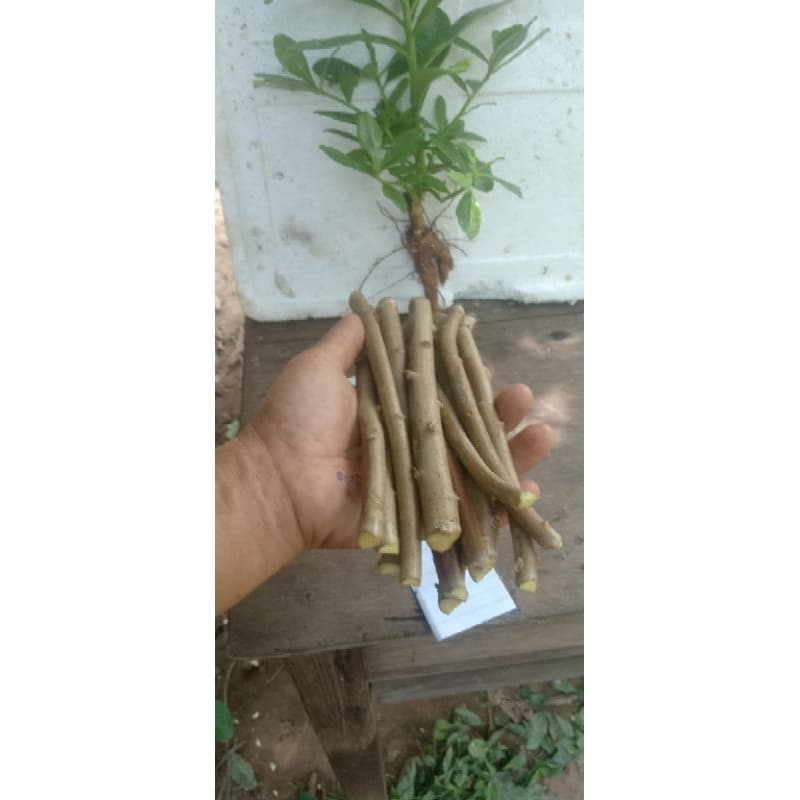 กิ่งละ 3 บาท! โสมไทยกิ่งสด พร้อมปักชำ ชุด 20 กิ่ง 50 บาท จากไร่อุ่นศรี รูปที่ 3