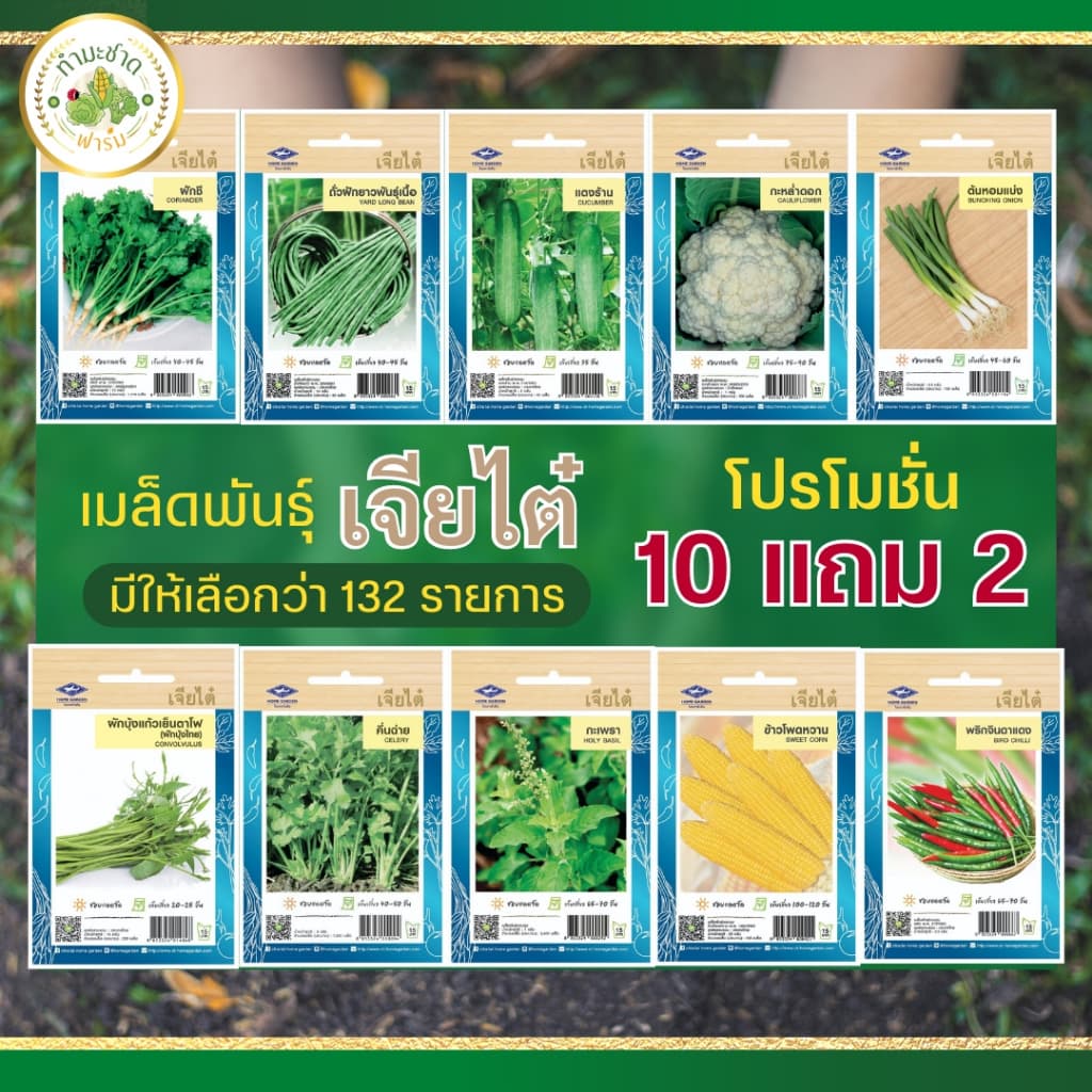 เจียไต๋ เมล็ดพันธุ์ มะเขือเปราะจาว ขนาด1กรัม ประมาณ200เมล็ด Round Eggplant มะเขือเปราะ เมล็ดพันธุ์พืช เมล็ด รูปที่ 5