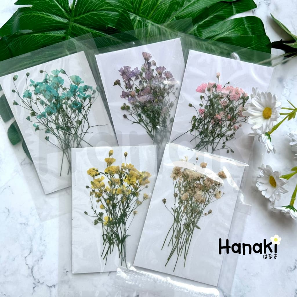 ดอกยิปโซฟีล่าทับแห้ง ดอกไม้จริงทับแห้ง ดอกไม้ทับแห้ง ดอกไม้แห้ง Pressed Flowers รูปที่ 3