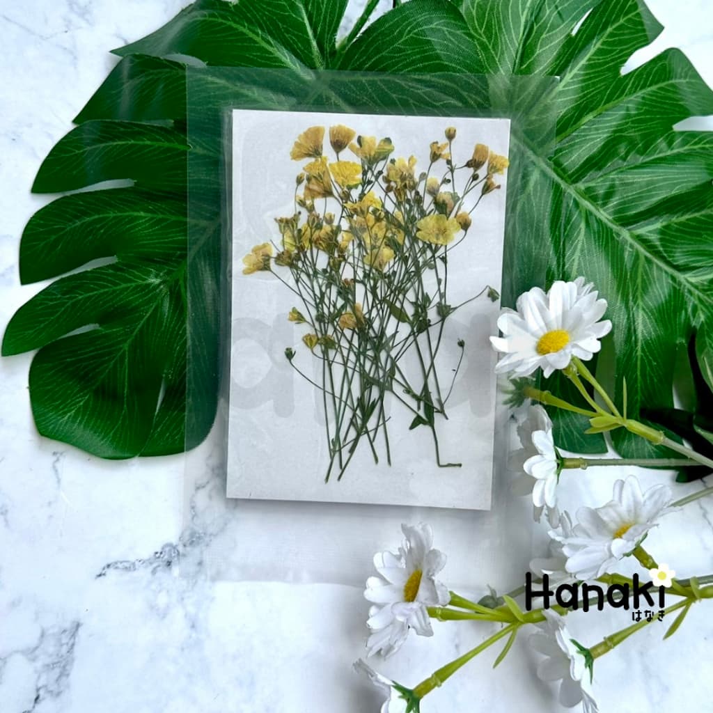 ดอกยิปโซฟีล่าทับแห้ง ดอกไม้จริงทับแห้ง ดอกไม้ทับแห้ง ดอกไม้แห้ง Pressed Flowers รูปที่ 8