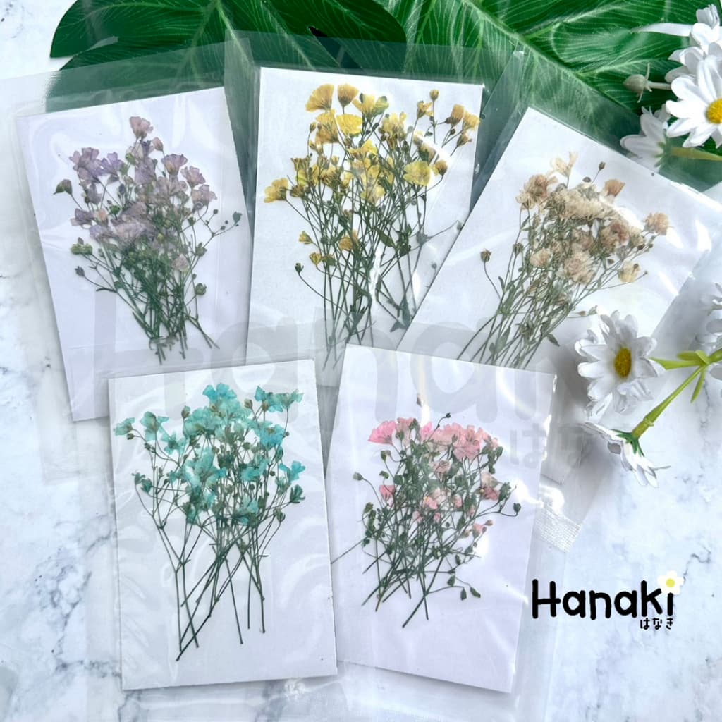 ดอกยิปโซฟีล่าทับแห้ง ดอกไม้จริงทับแห้ง ดอกไม้ทับแห้ง ดอกไม้แห้ง Pressed Flowers รูปที่ 1