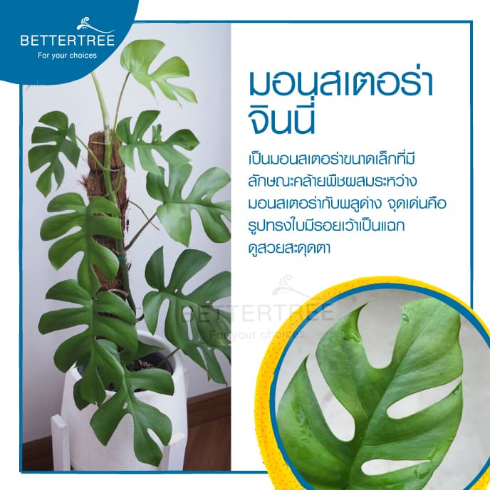 มอนสเตอร่าจินนี่ Monstera Ginny Philodendron Ginny ต้นไม้ฟอกอากาศ มอนสเตอร่า Monstera รูปที่ 4